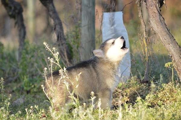 Magic Wolf Laska (bleu)