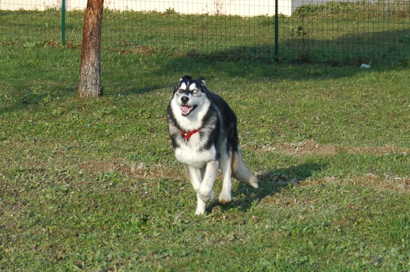 CH. Black magic big boy (dit boréal) Corsicahusky