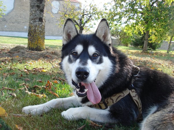 Magic Wolf Dream of yukon quest dit domingo