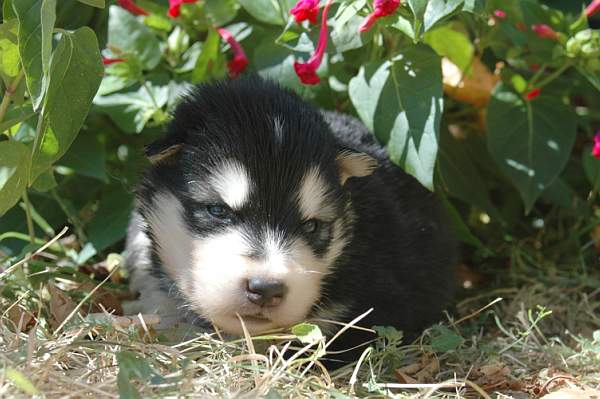 Magic Wolf Hutch (bleu)