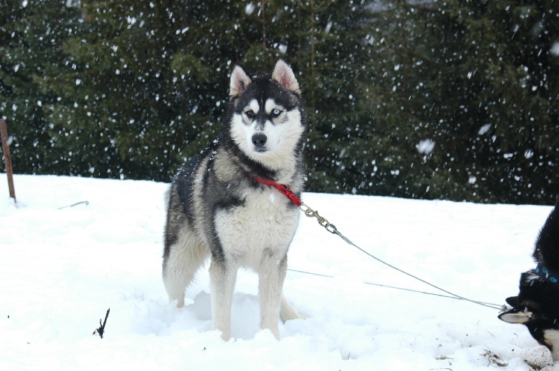 CH. Black magic big boy (dit boréal) Corsicahusky