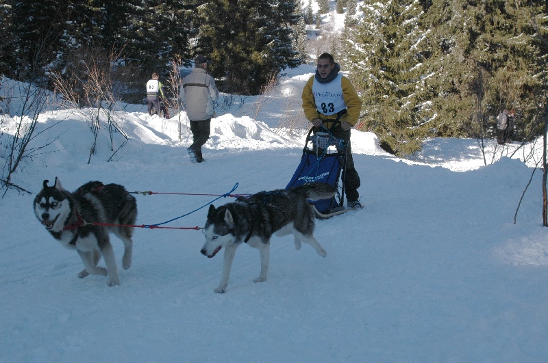 CH. Black magic big boy (dit boréal) Corsicahusky