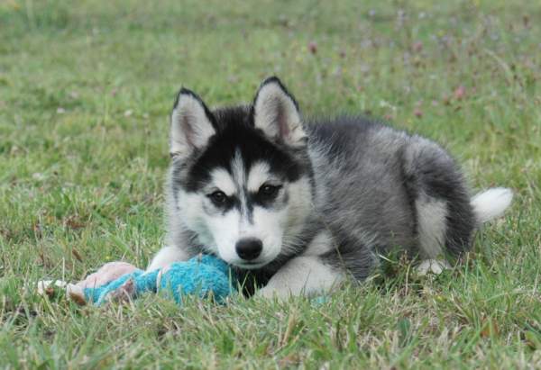 Magic Wolf Ghost dog