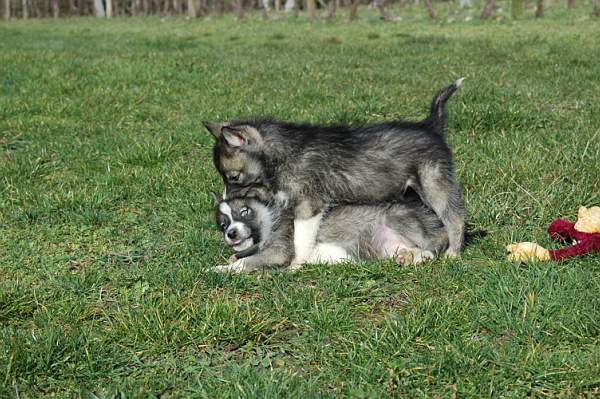 Magic Wolf Hypnotic blue eyes dit halcatraz