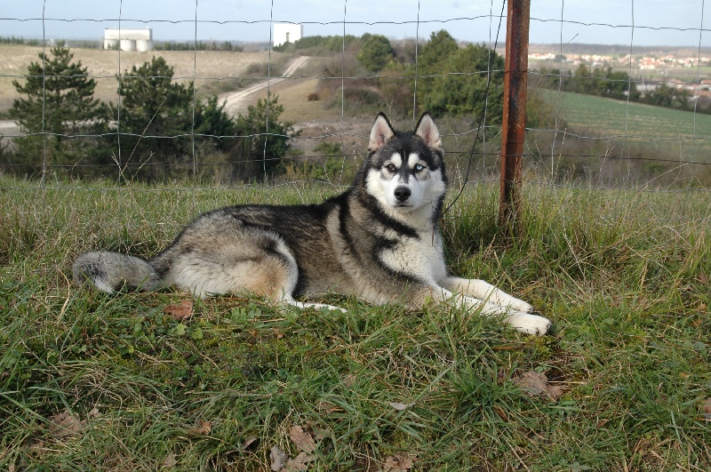 CH. Black magic big boy (dit boréal) Corsicahusky