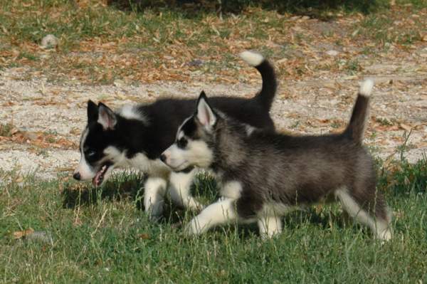 Magic Wolf Femund ( dite fripouille)