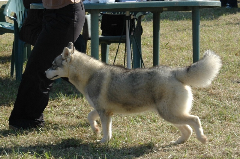 Troika's Dance with wolves ( dite décybel )