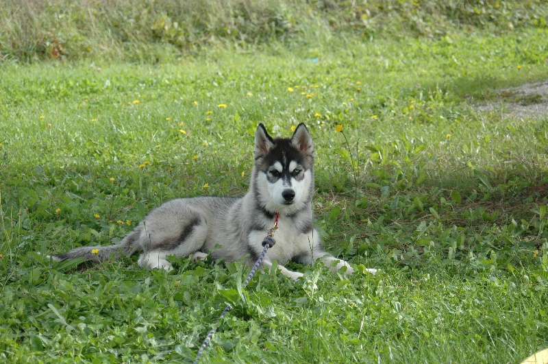 CH. Black magic big boy (dit boréal) Corsicahusky