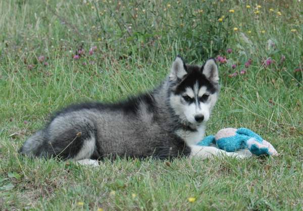 Magic Wolf Ghost dog