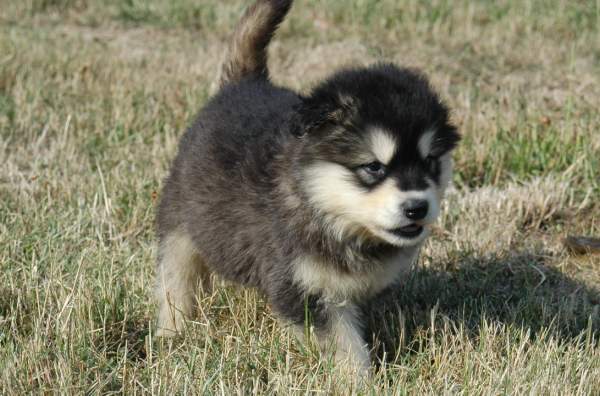 Magic Wolf Flower of alaskan dite alaska