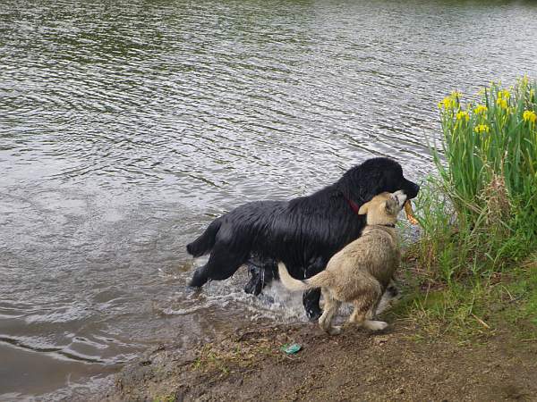 Magic Wolf Follow your heart (dit Fénix)