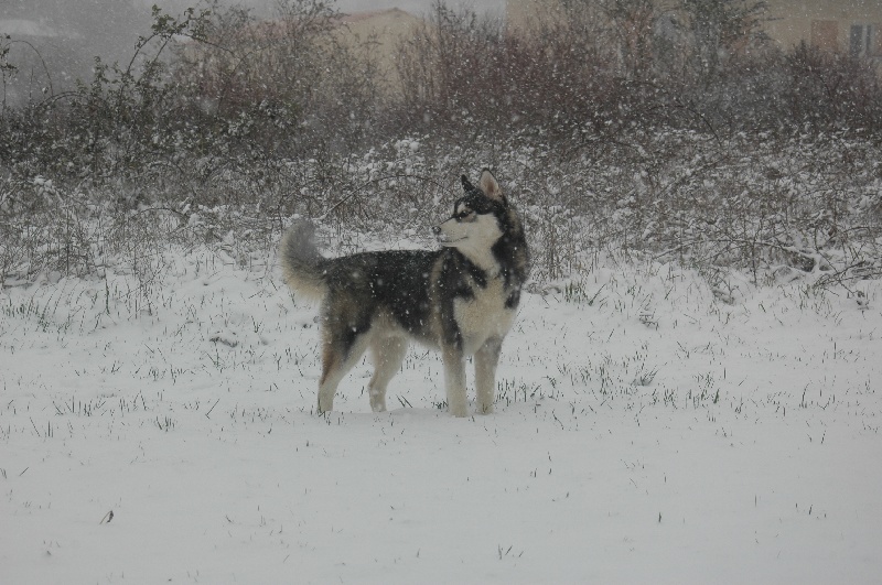 CH. Black magic big boy (dit boréal) Corsicahusky