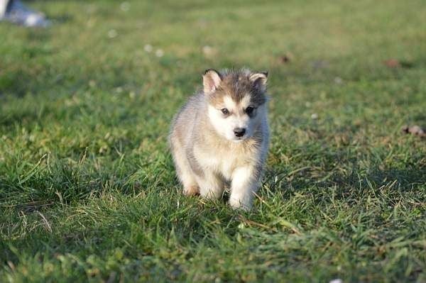 Magic Wolf Laska (bleu)