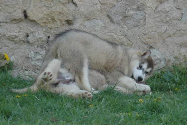 Magic Wolf Follow your heart (dit Fénix)