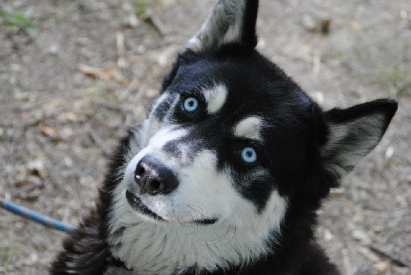 Magic Wolf Cosmos