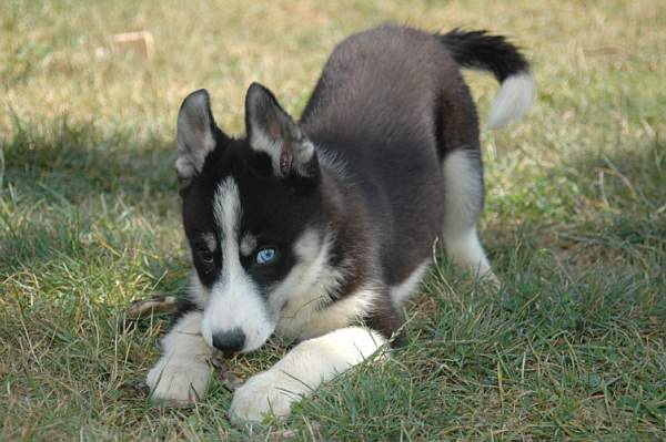 Magic Wolf Femund ( dite fripouille)