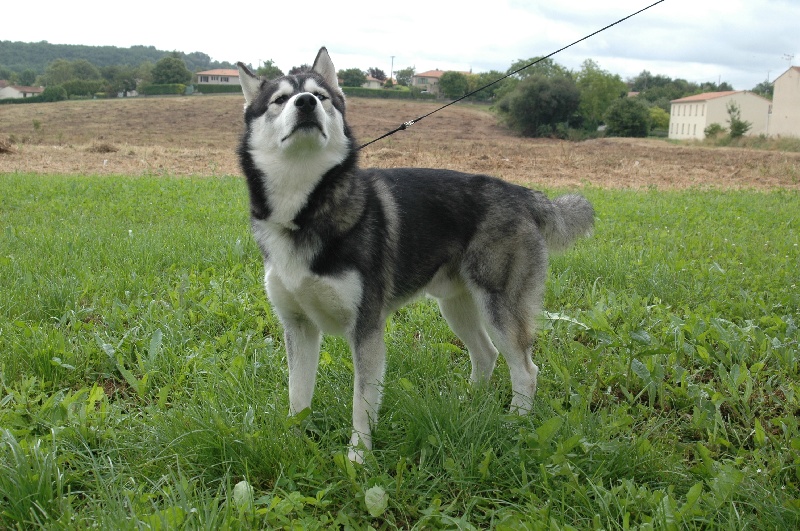 CH. Black magic big boy (dit boréal) Corsicahusky