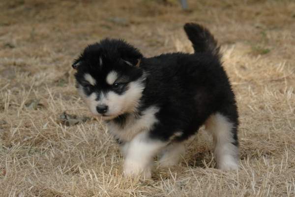 Magic Wolf Hutch (bleu)