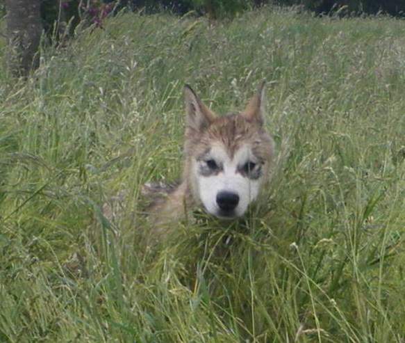 Magic Wolf Follow your heart (dit Fénix)