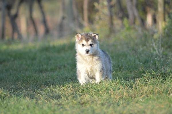 Magic Wolf Laska (bleu)