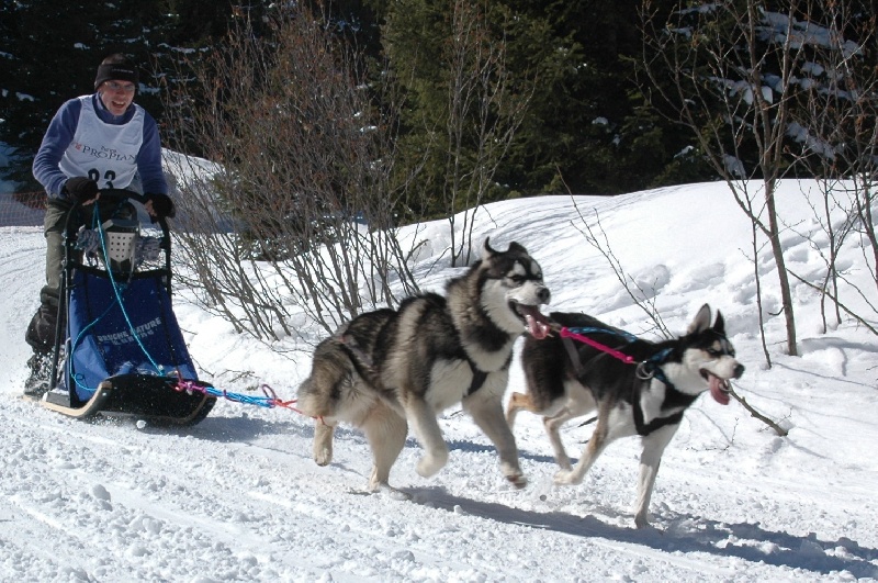 CH. Black magic big boy (dit boréal) Corsicahusky