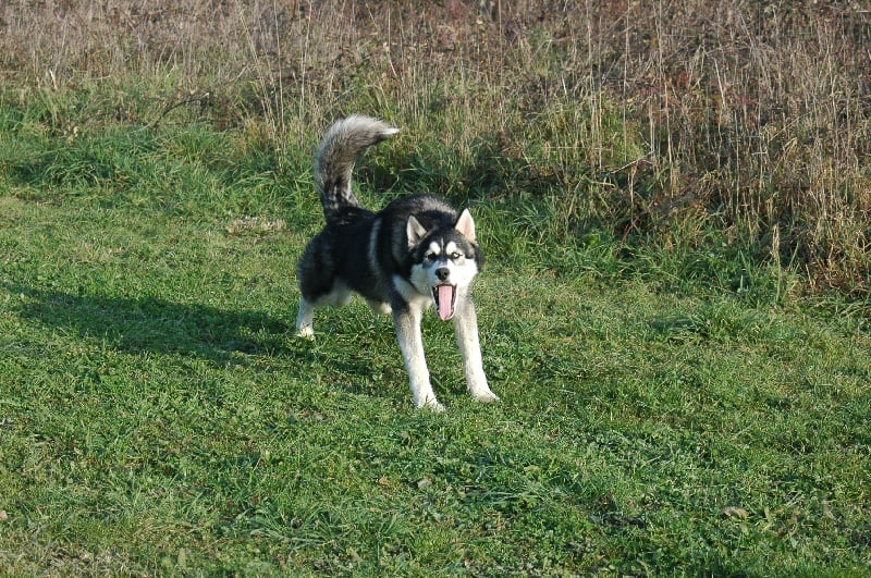 CH. Black magic big boy (dit boréal) Corsicahusky