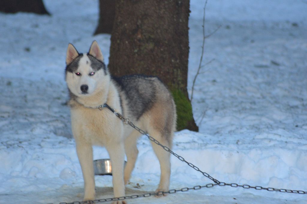 Magic Wolf Ninja (gris avec grosse tache)