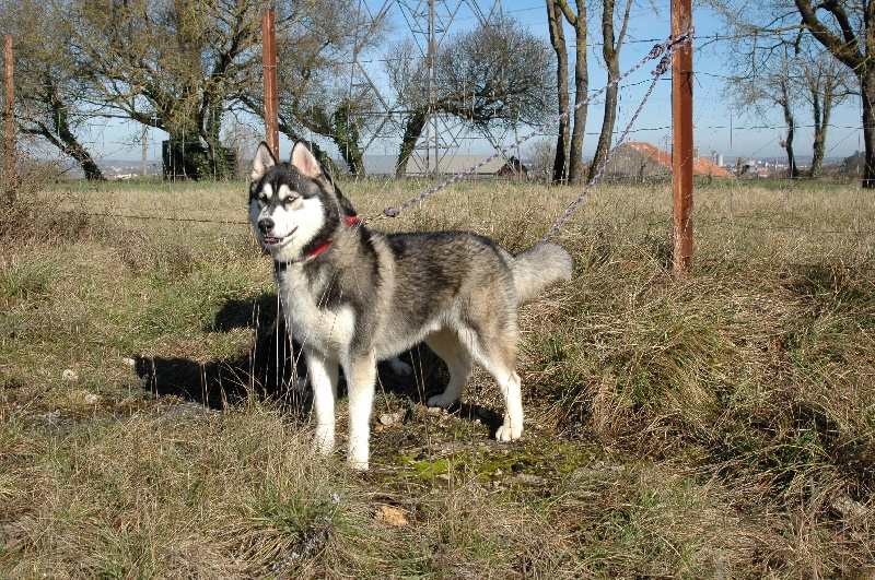 CH. Black magic big boy (dit boréal) Corsicahusky