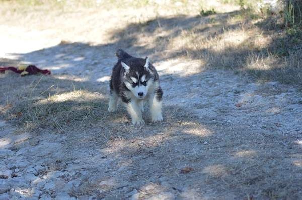 Magic Wolf Mahana dite alaska (collier bleu)