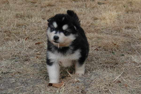 Magic Wolf Hutch (bleu)