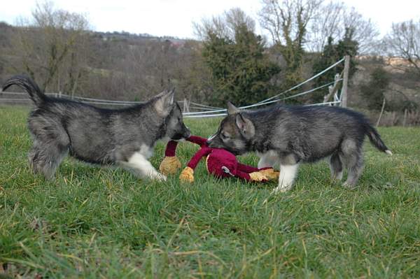 Magic Wolf Hypnotic blue eyes dit halcatraz