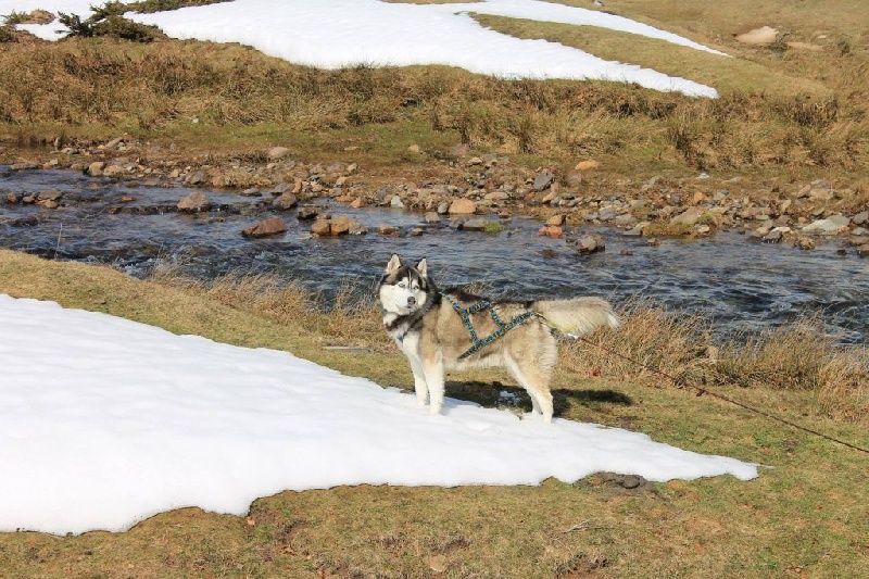 Magic Wolf Elyos