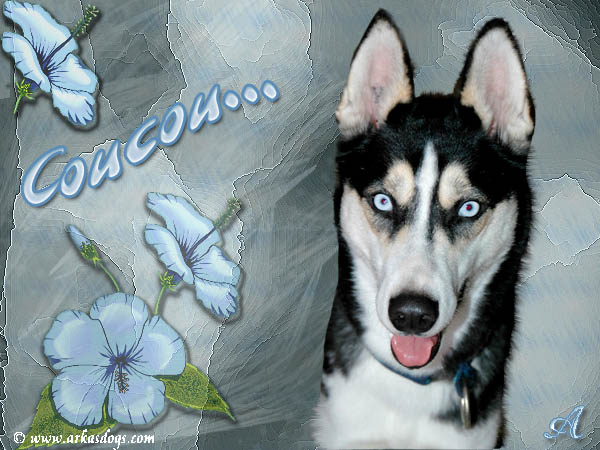 Photo Elevage Magic Wolf Eleveur De Chiens Siberian Husky