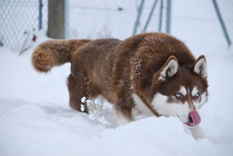 Magic Wolf Etoile d'ambre