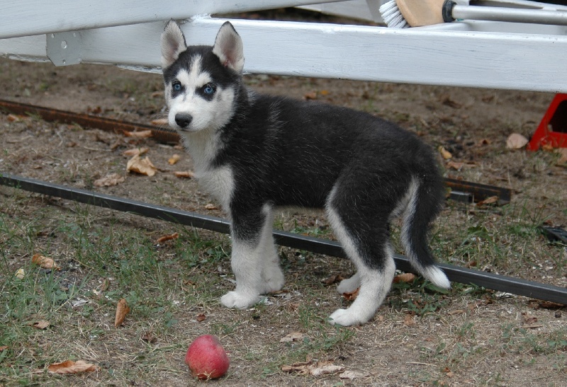 Magic Wolf Balto