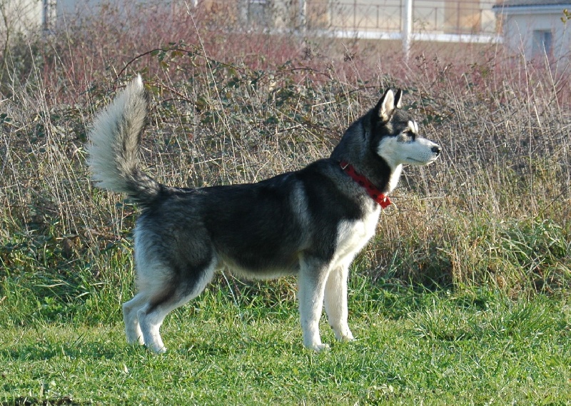 CH. Black magic big boy (dit boréal) Corsicahusky