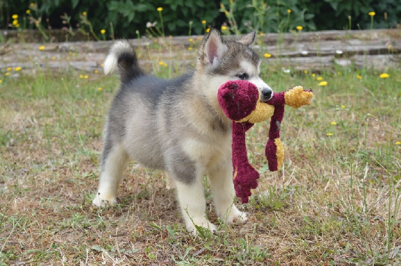 Magic Wolf Meika. (collier beige)