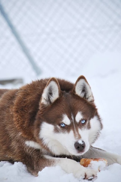 Magic Wolf Etoile d'ambre