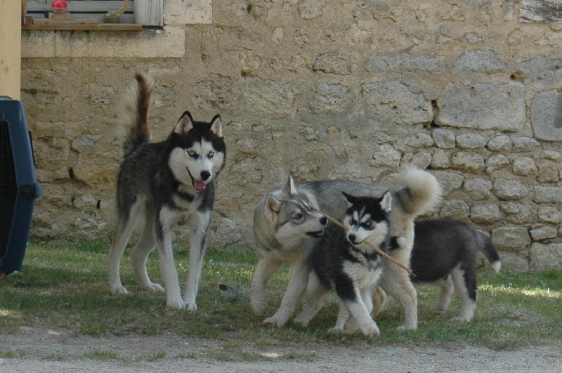 Troika's Dance with wolves ( dite décybel )