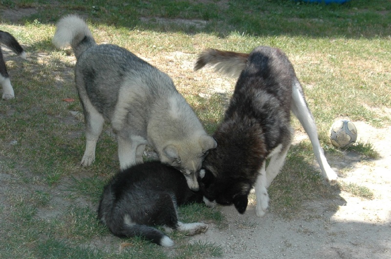 Troika's Dance with wolves ( dite décybel )