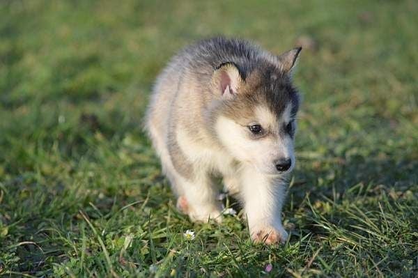 Magic Wolf Laska (bleu)