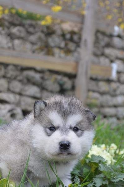 Magic Wolf Looky (collier bleu)