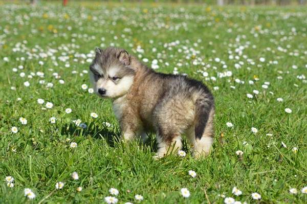 Magic Wolf Neiko (collier violet)