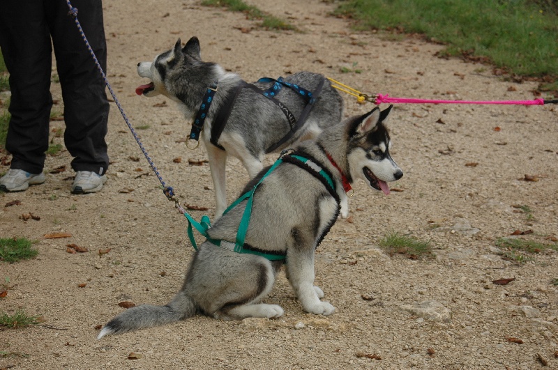 CH. Black magic big boy (dit boréal) Corsicahusky