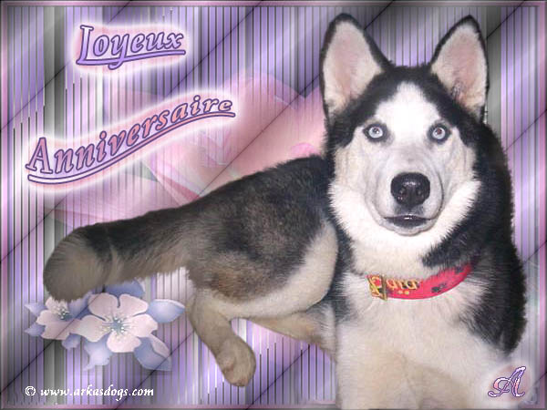 Photo Elevage Magic Wolf Eleveur De Chiens Siberian Husky