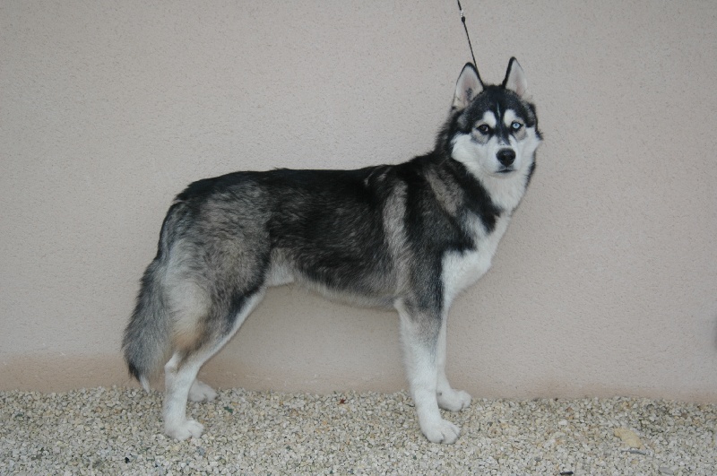 CH. Black magic big boy (dit boréal) Corsicahusky