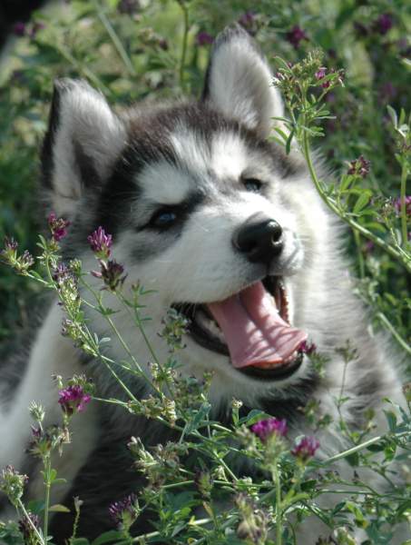 Magic Wolf Ghost dog