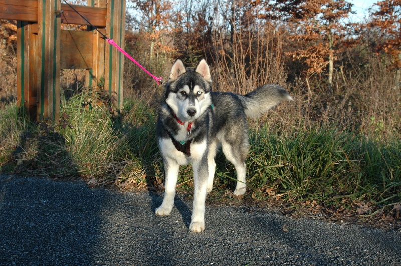 CH. Black magic big boy (dit boréal) Corsicahusky