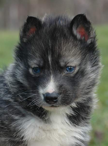 Magic Wolf Hypnotic blue eyes dit halcatraz