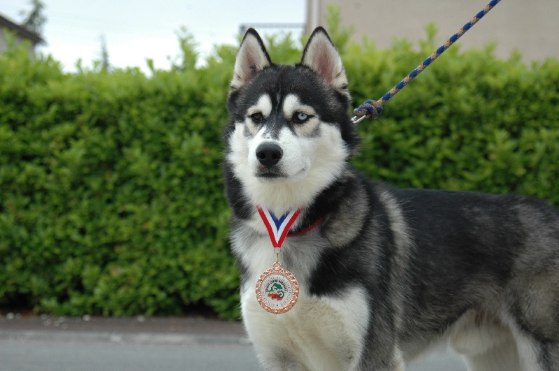 CH. Black magic big boy (dit boréal) Corsicahusky